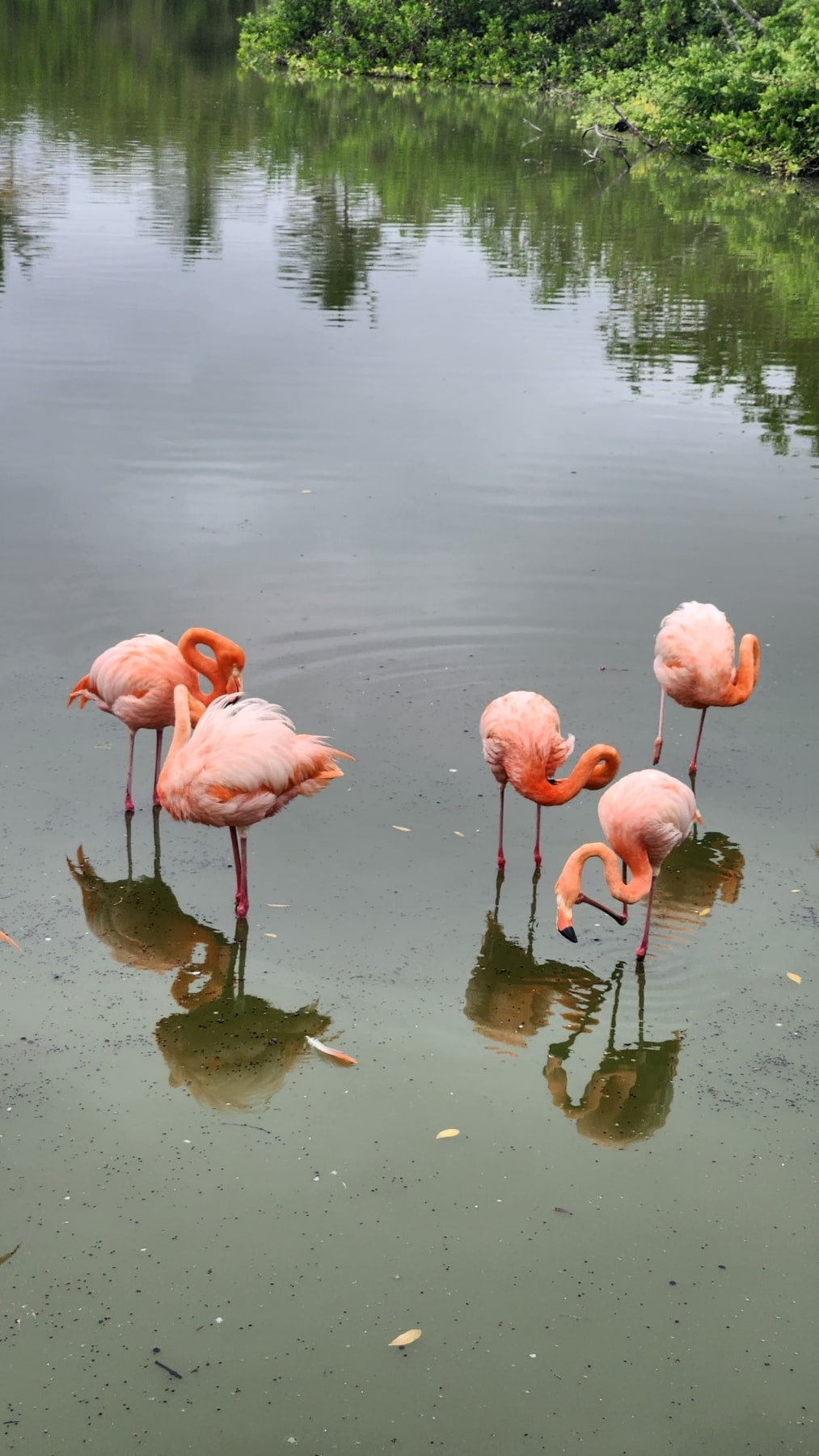 Isabela · Flamencos
