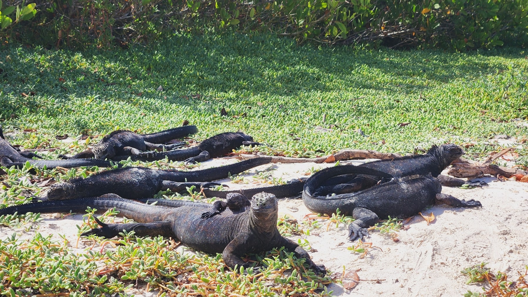 Tortuga Bay · Iguanas marinas